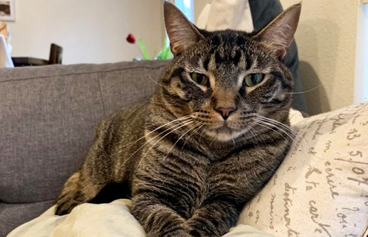 Brown tabby cat Fenny lying on a pillow on a couch