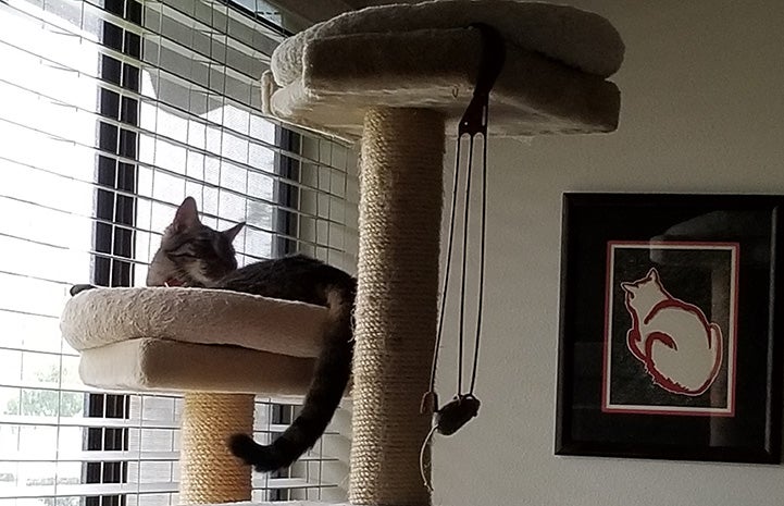 Fenny the cat lying in a cat tree next to a picture of a cat hanging on the wall