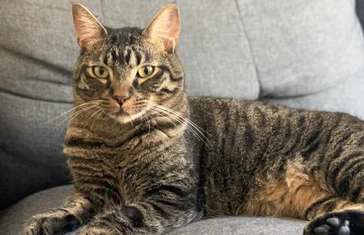 Brown tabby cat Fenny lying on a gray couch or chair