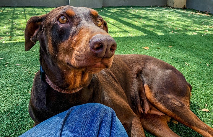 Hannah the doberman lying on the grass