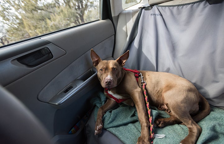 Cosette the dog lying in the back seat of a car