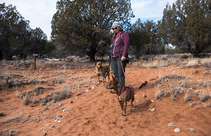 Jess the Dogtown caregiver walking Cosette and Cleveland the dogs