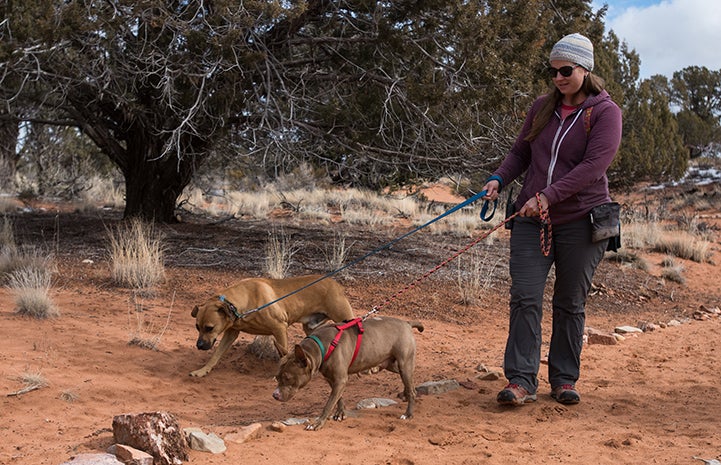 Caregiver Jess walking Cosette and Cleveland the dogs together