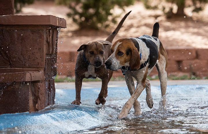 Stax and Fenway the dogs walking side-by-side in some water