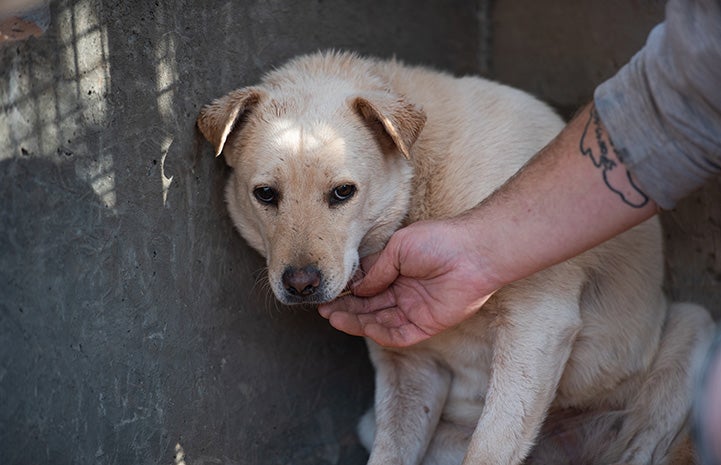 Person's had reaching out to Tammy the shy dog