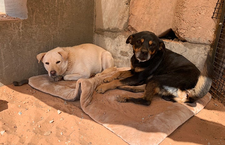 Todd the dog lying next to Tammy the dog outside on a flat dog bed