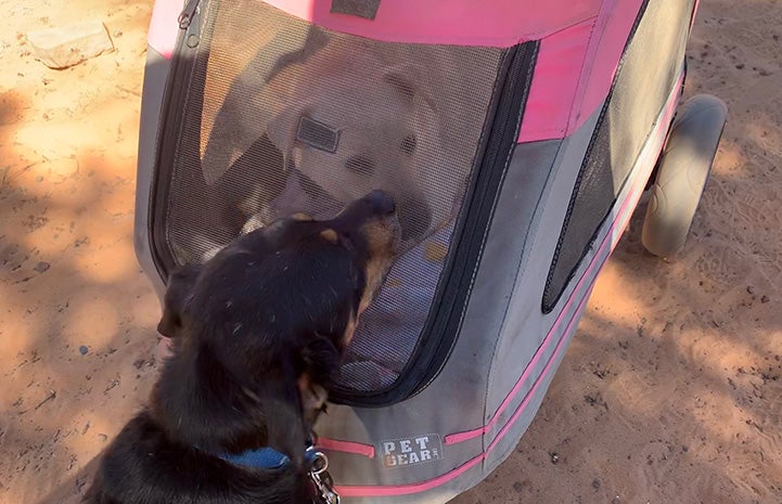 Todd and Tammy the dogs out on a walk/stroller ride