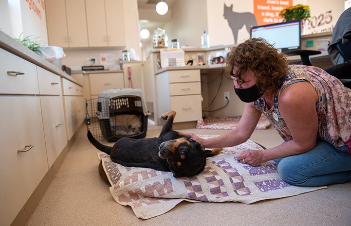 Todd the dog lying on his back while a woman pets him and Tammy the dog lying in a kennel behind them