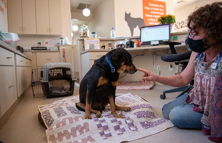 Woman sitting on the ground and touching Todd the dog's nose with one finger while Tammy the dog lies in a kennel behind them