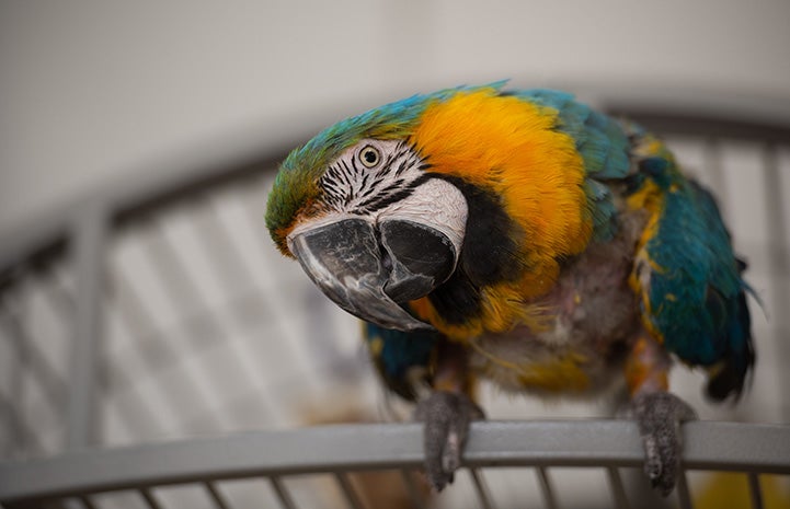 Riley the macaw perched on the edge of the opening of his enclosure