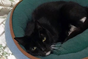 Black and white cat Noodles lying in a green bed