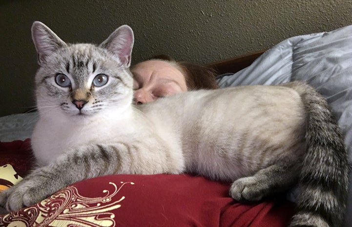 Siamese mix kitten Xenia lying on a woman's chest