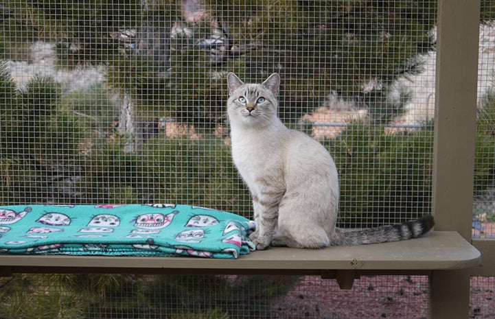 Xenia the Siamese kitten sitting on a shelf in a catio