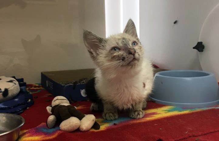 Xenia, the Siamese kitten, when she first arrived at Best Friends Animal Sanctuary