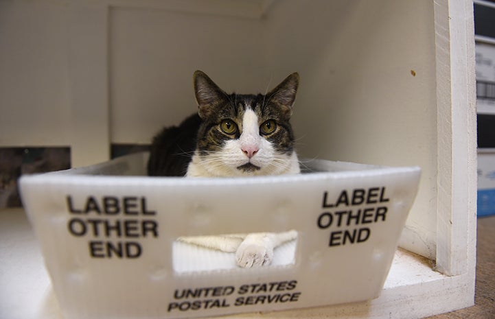 When things are quiet, you can find Abner napping in the outgoing mail bin