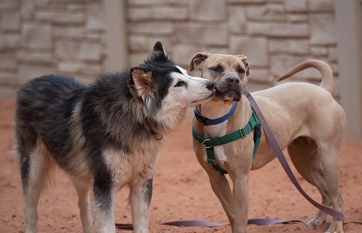 Togo the dog giving a kiss to Broccoli, another dog