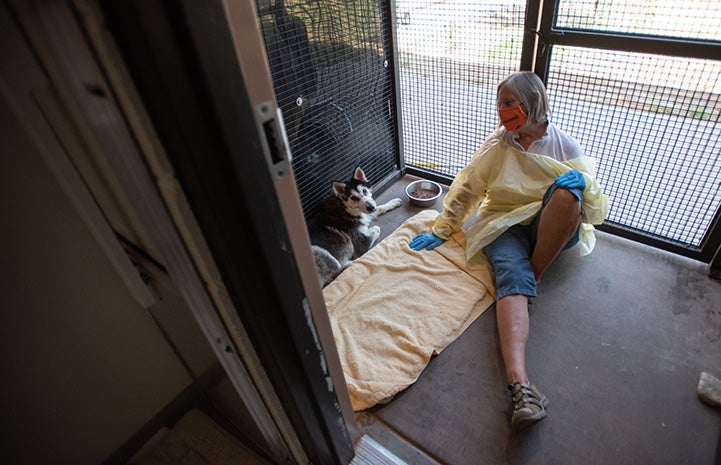 Masked woman sitting in an outdoor kennel area with Togo the dog with her hand on a blanket next to him