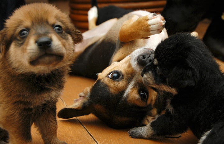 The playful puppies are thriving thanks to surrogate dog mom Smidge's care