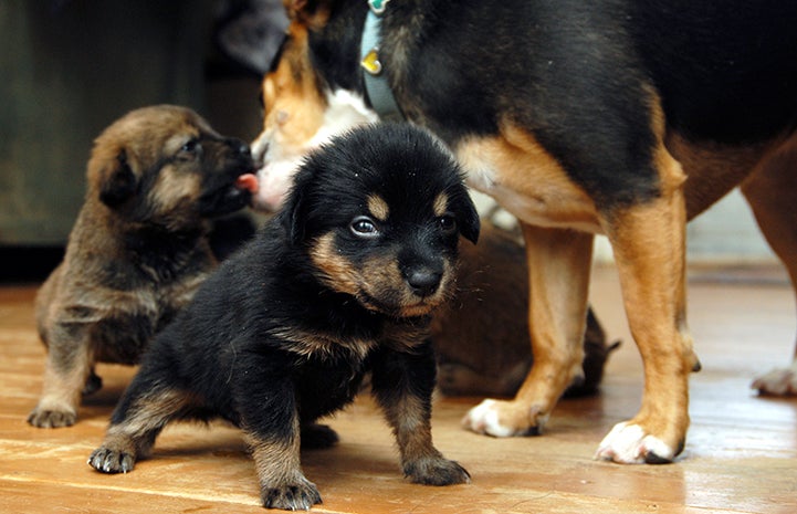 Surrogate mother dog Smidge with the puppies