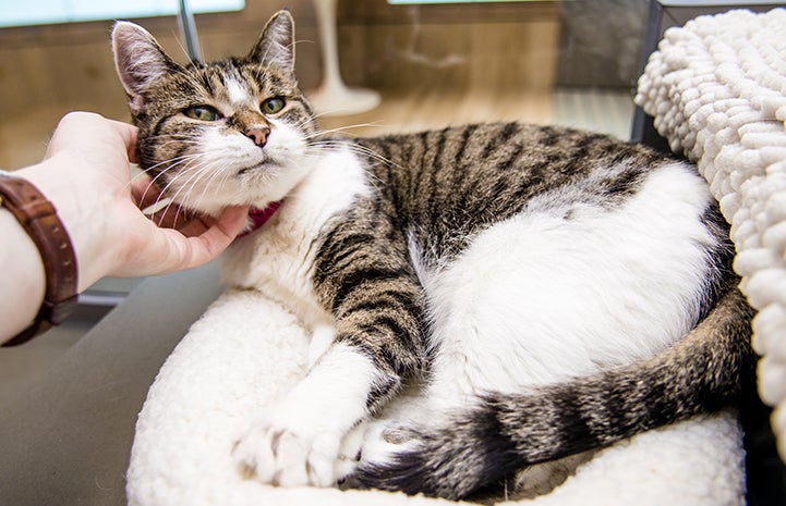 Senior cat Bingo was adopted with Cucumber