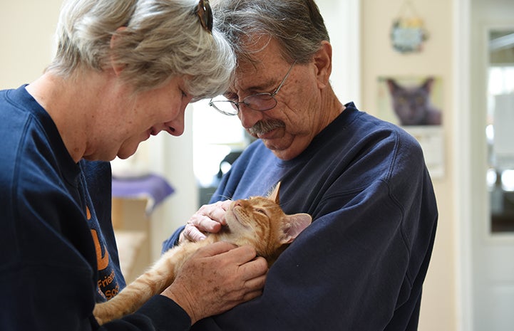 Pair of people holding and cuddling Dan the orange tabby cat