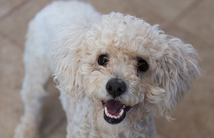 Addison is JoAnn Davey's latest adopted pup