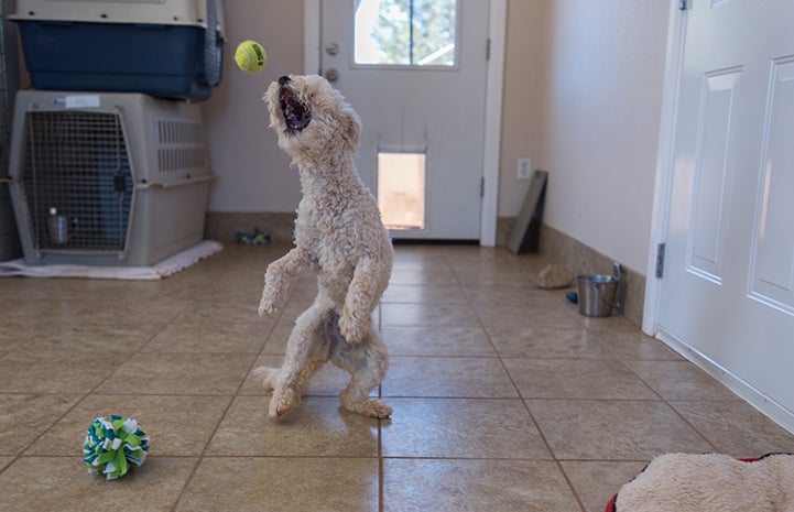 Addison loves to play ball