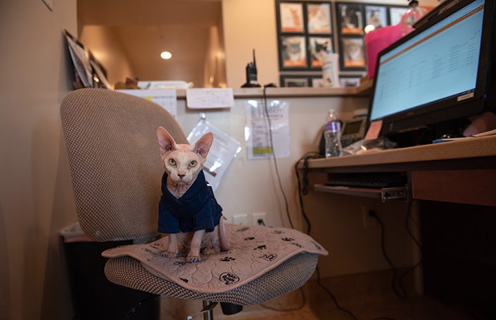 Tivoli the Sphinx cat sitting on a chair at a desk holding a computer