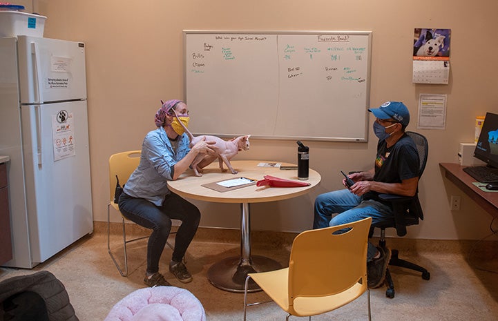 Tivoli the Sphinx cat on a table by two people, wearing face masks, are having a meeting