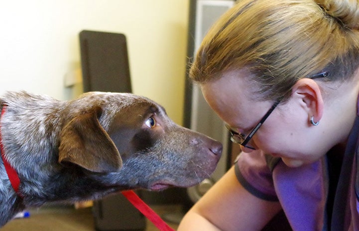 Profiles of woman and brown and white dog looking directly at each other's faces