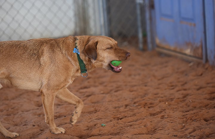 But you really know you’re “in” with Itchy the dog when he brings you his tennis ball and asks you to play