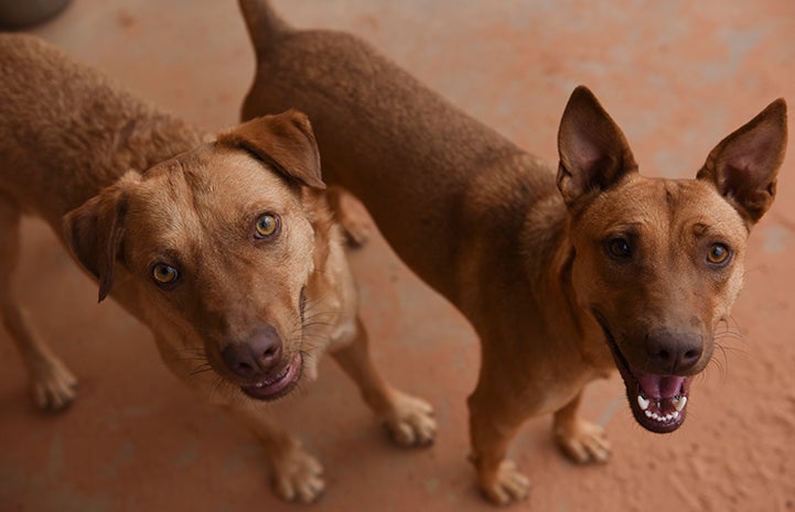 Itchy's made other dog friends as well