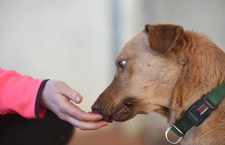 Although Itchy the dog still isn’t ready to be everyone’s best friend the moment he meets them, he warms up quite quickly these days