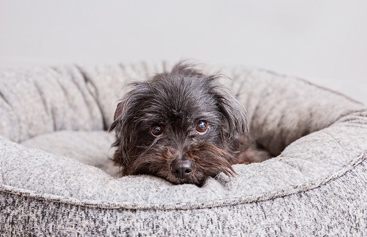 Emerald the dog with her head down on the side of her dog bed