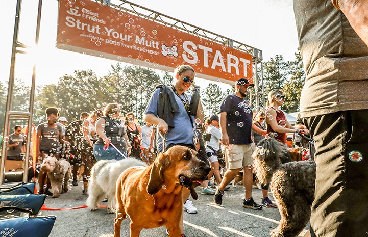 Strut Your Mutt in Atlanta