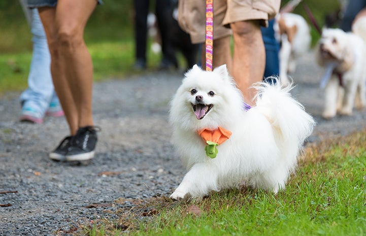 Strut Your Mutt in Washington D.C.