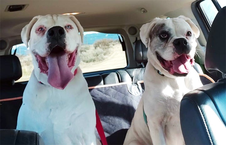 Goober and Gomer the boxers sitting in the back seat of a car