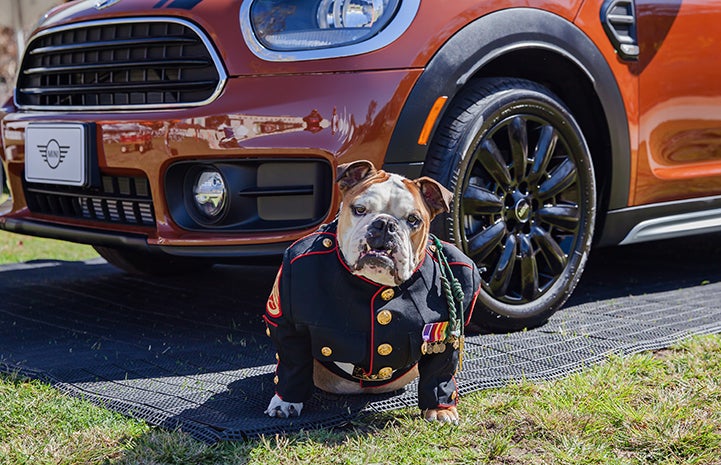 Enjoying Strut Your Mutt in Los Angeles