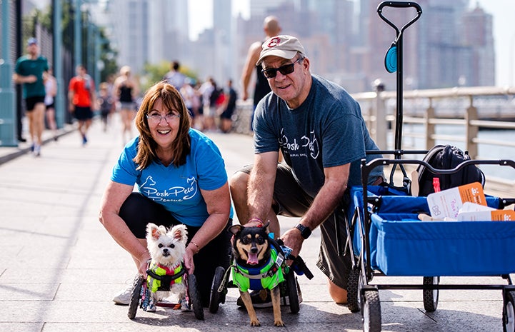 Enjoying Strut Your Mutt in New York City