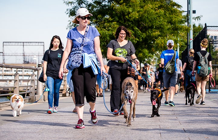 Strut Your Mutt in New York City