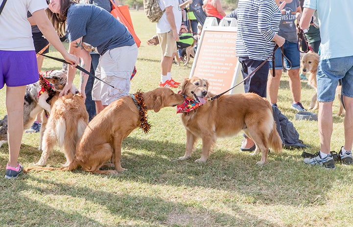 Strut Your Mutt in Phoenix