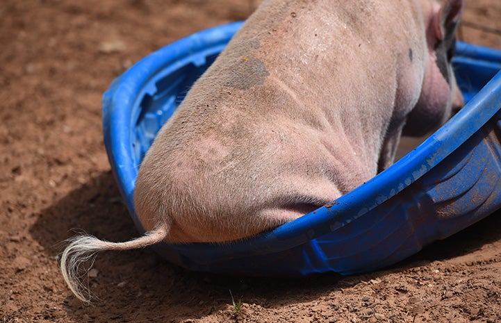 The back end of Diesel the pig sitting in and on the edge of a blue kiddie pool