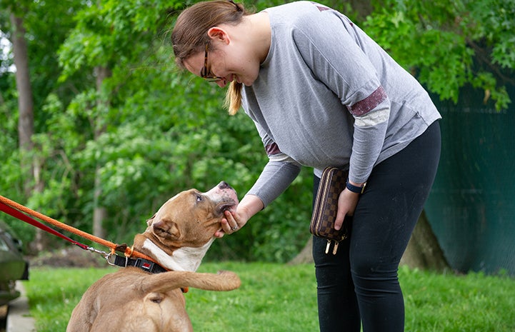 Smiling woman leaning over and holding a brown and white pit bull's head with her hand