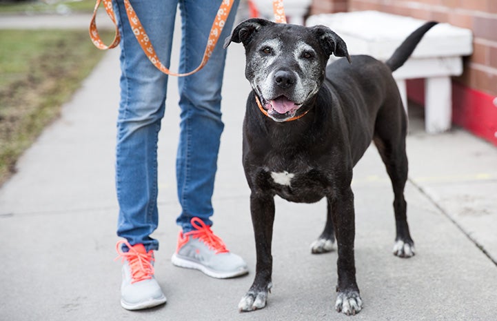 Person walking a senior dog on a orange and white leash