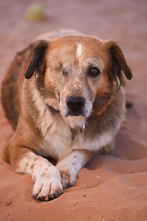 After a month in the clinic, Juanita the dog’s leg healed well, but she lost an eye to an infection