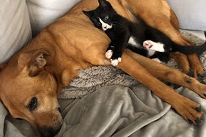 Black and white kitten Candycane lying on a big brown dog on a couch