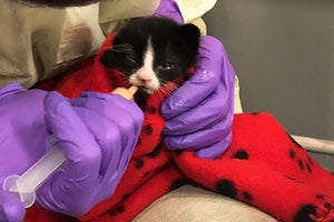 Candycane the kitten being fed formula by a syringe