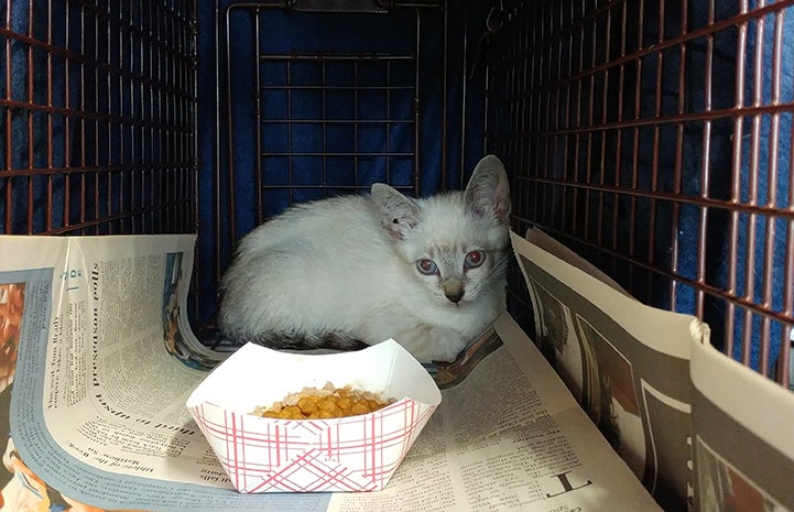 Siamese mix kitten in a live trap with lined with newspaper with a bowl of food