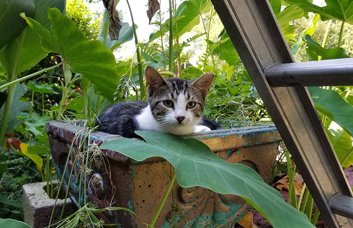 Ear-tipped community cat who was helped through trap-neuter-return (TNR)