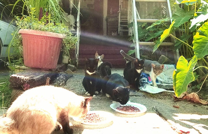 Community cats helped through trap-neuter-return (TNR)